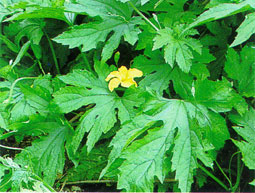 �ɂ�����(��ꂢ��)